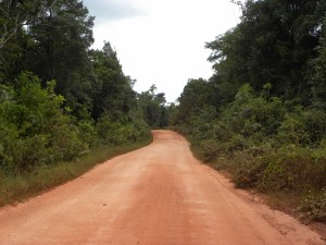 Route forestière   